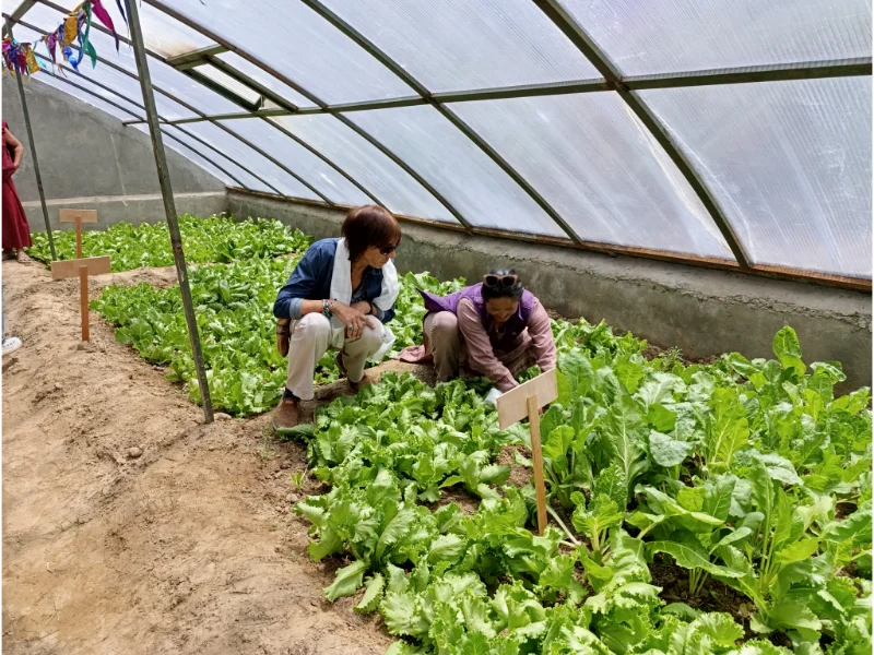 Les légumes de la serre (été 2024)