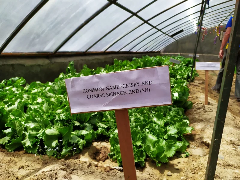 Les légumes de la serre (été 2024)