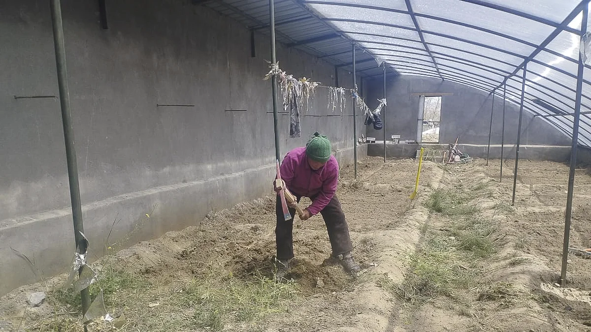 202503 greenhouse 005