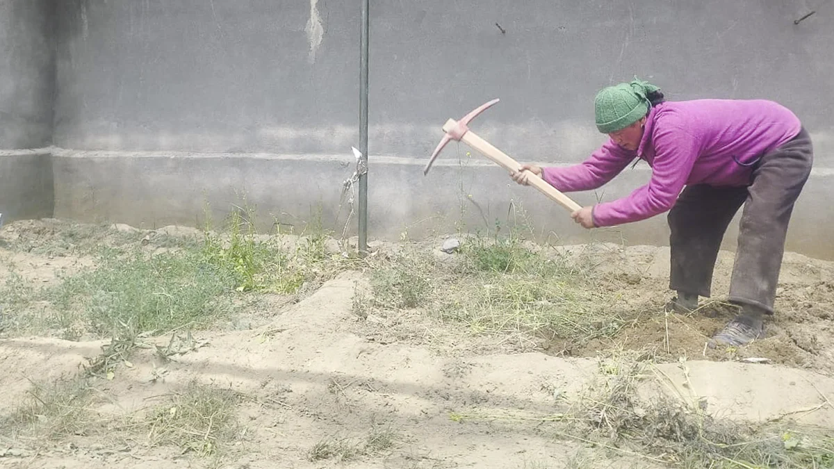 202503 greenhouse 007